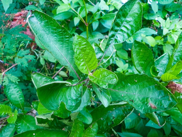 Folhas verdes no fundo do jardim