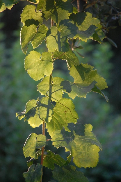 Folhas verdes no fundo do sol