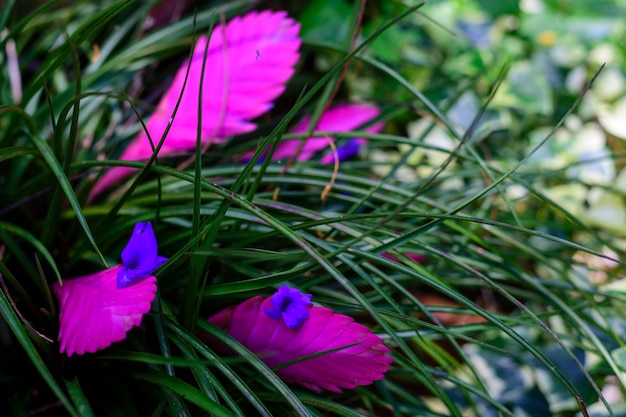 Folhas verdes no jardim com um pouco de magenta e violeta formando um contraste abstrato