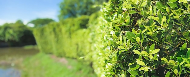 Folhas verdes no jardim de verão usadas como pano de fundo