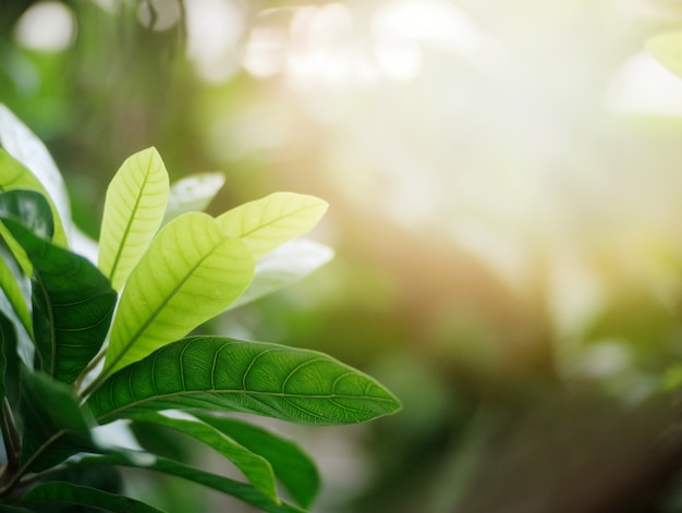 Folhas verdes no verão com luz do sol