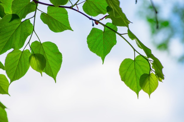 Folhas verdes nos fundos verdes