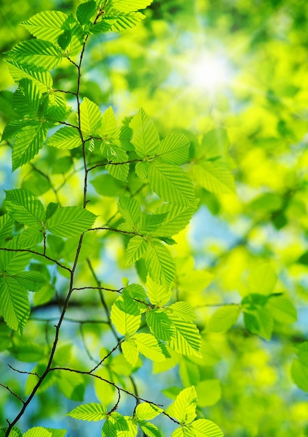 Folhas verdes nos fundos verdes