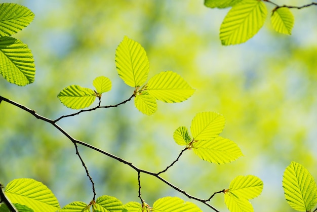 Folhas verdes nos fundos verdes