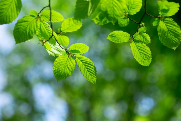 Folhas verdes nos fundos verdes