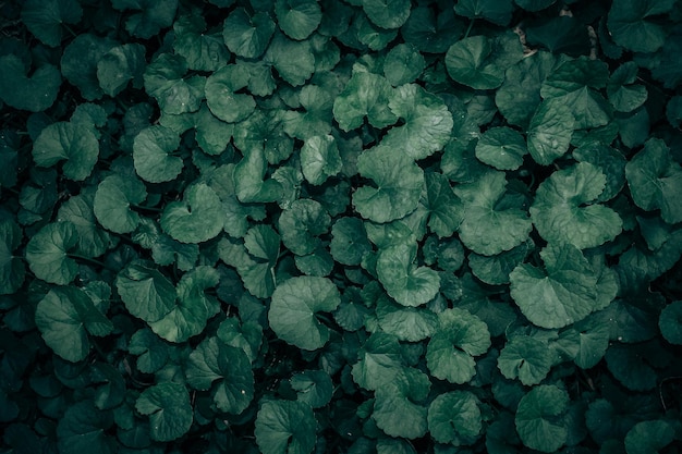 Folhas verdes padrão de fundo natural e papel de parede