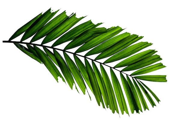 Folhas verdes padrão folha de palmeira tropical isolada em fundo branco