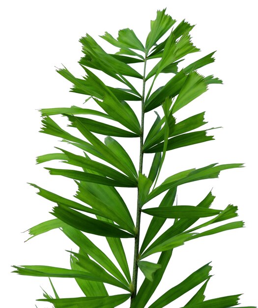 Foto folhas verdes padrão folha de palmeira tropical isolada em fundo branco