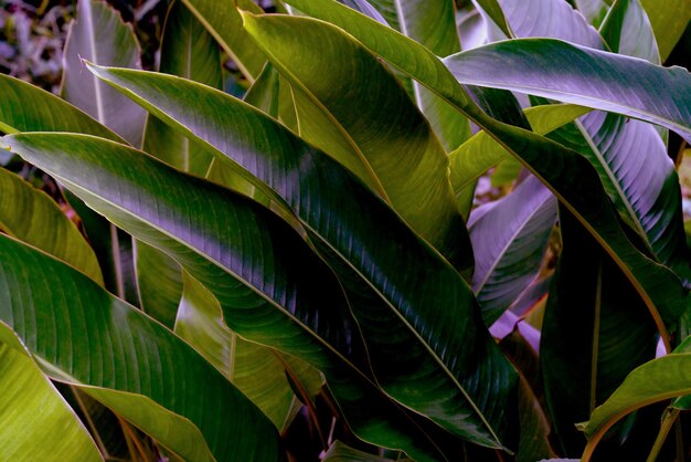 Folhas verdes padrão folha tropical pássaro do paraíso para o conceito de natureza