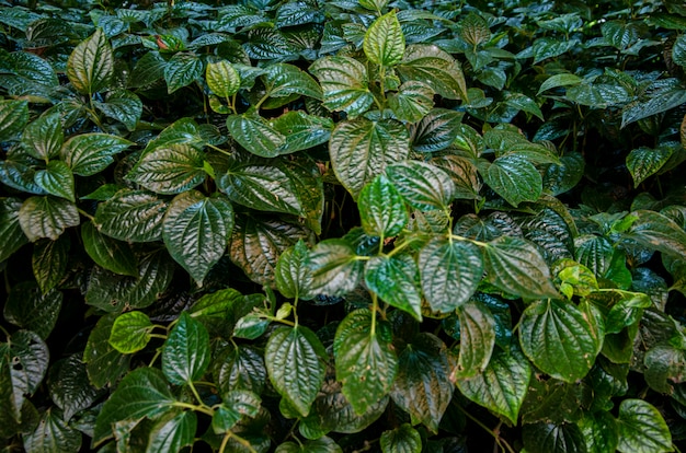 Folhas verdes, padrão, fundo desfocado