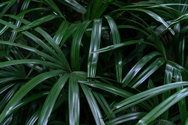 Folhas verdes padrão palmeira na floresta