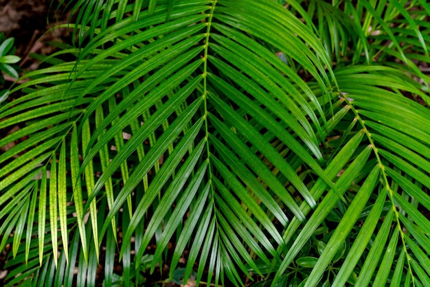 Foto folhas verdes padrão palmeira na floresta