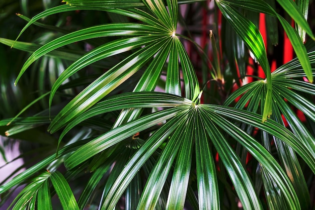 Folhas verdes padrão palmeira na floresta