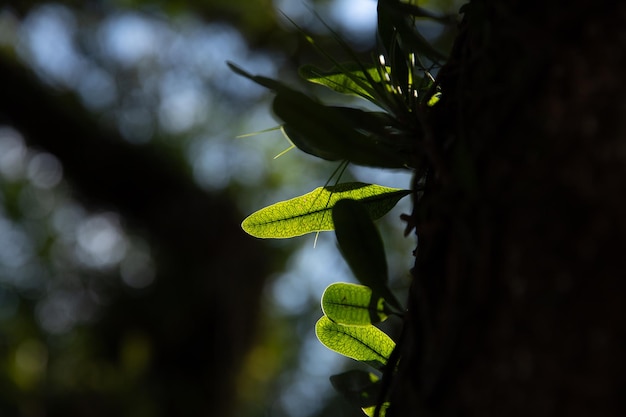 folhas verdes paisagem natural em dia ensolarado com foto macro de céu azul