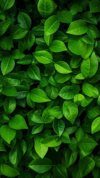 Foto folhas verdes para fundo e textura
