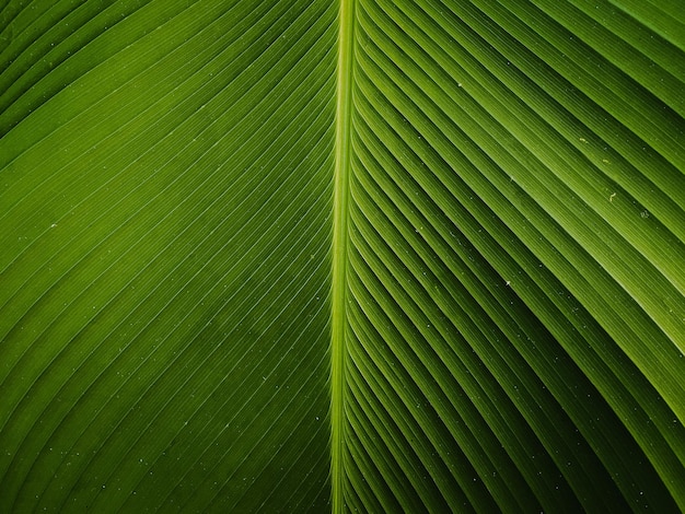 Folhas verdes para textura de fundo.