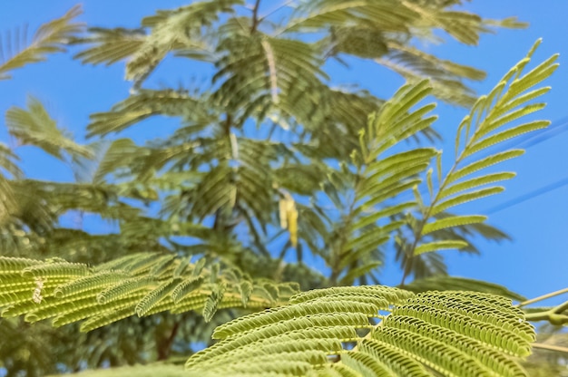 Foto folhas verdes plantas fecham ao sol