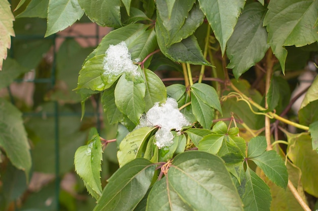 Folhas verdes polvilhadas com neve plantas cobertas de geada de neve