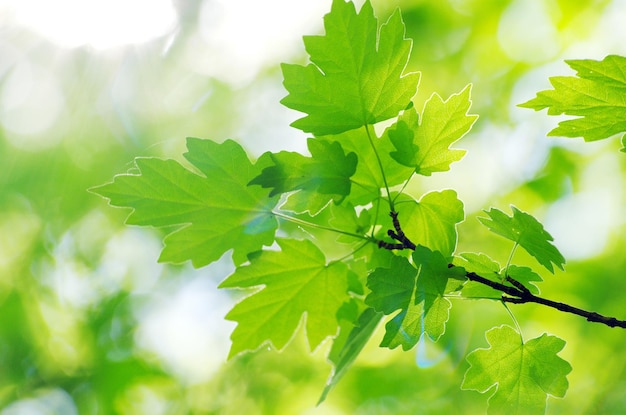 Folhas verdes primaveris