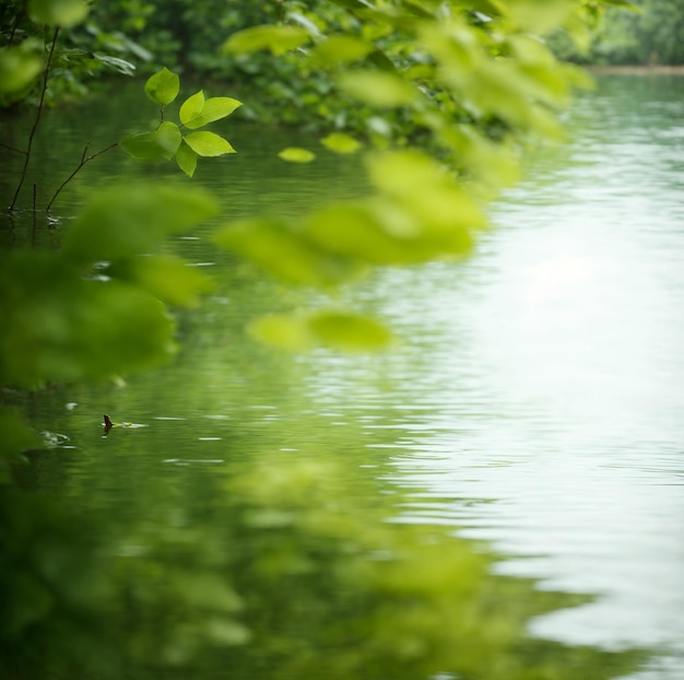 folhas verdes refletindo no foco raso da água