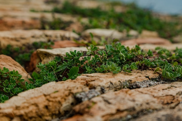 Foto folhas verdes saindo das rochas, um símbolo de uma nova vida, um recomeço para todos