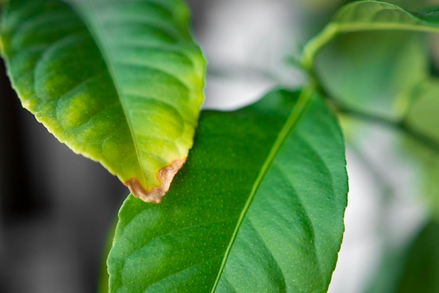 Folhas verdes secas de uma planta de casa em uma vista frontal do vaso Rega inadequada e cuidado com uma flor doente