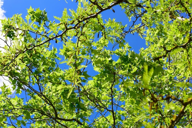 Folhas verdes sob um céu azul na primavera