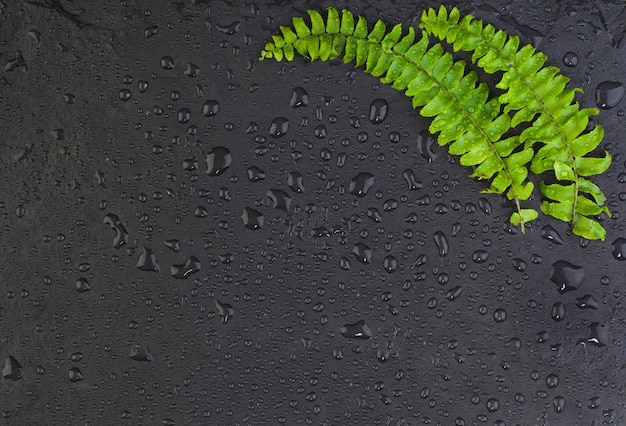 Folhas verdes sobre fundo preto com orvalho planta herbácea vista de cima plana com espaço de cópia