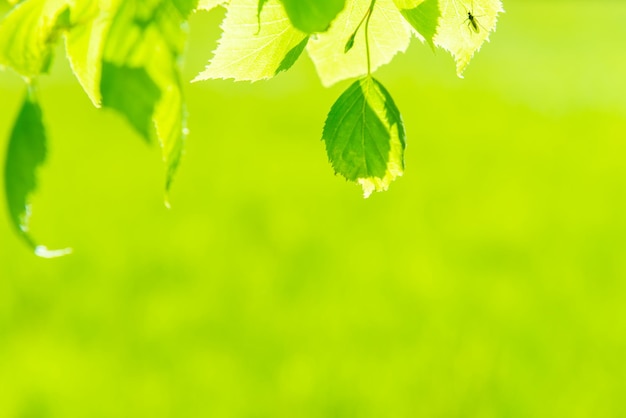 Folhas verdes sobre fundo verde