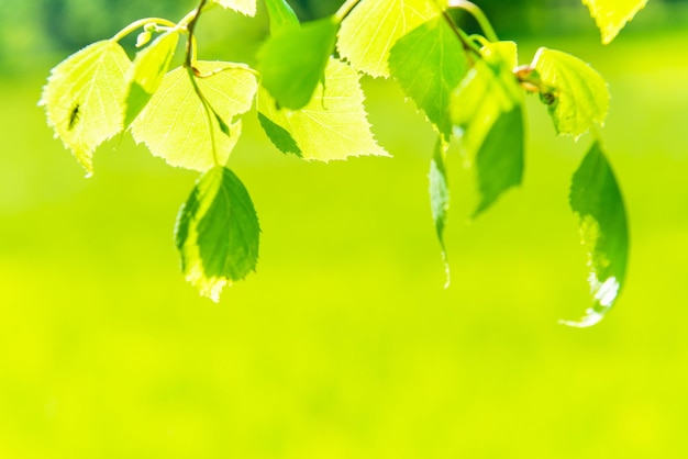 Folhas verdes sobre fundo verde