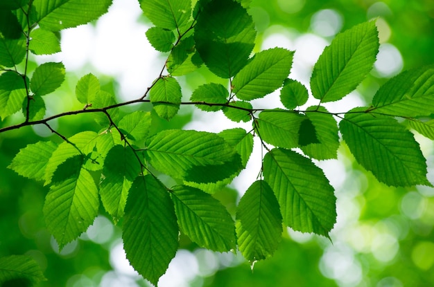 Folhas verdes sobre fundo verde