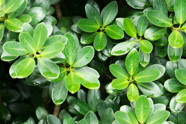 Folhas verdes textura de fundo