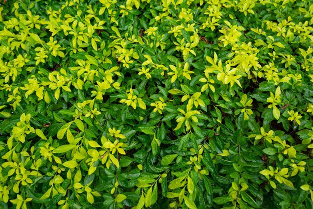 Folhas verdes textura de papel de parede de fundo natural de folhas de folhas com espaço para texto