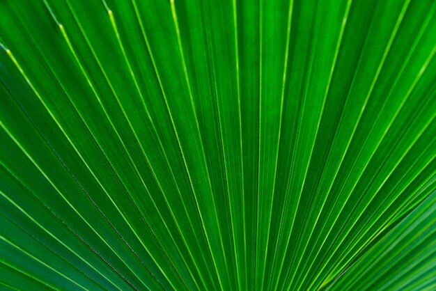 Folhas verdes textura folha tropical para a natureza fundo folha árvore de folhagem de palmeira