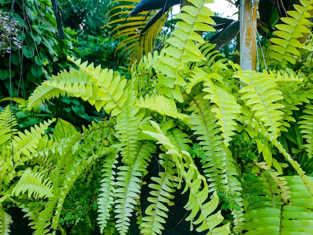 Folhas verdes textura fundo natureza e papel de parede