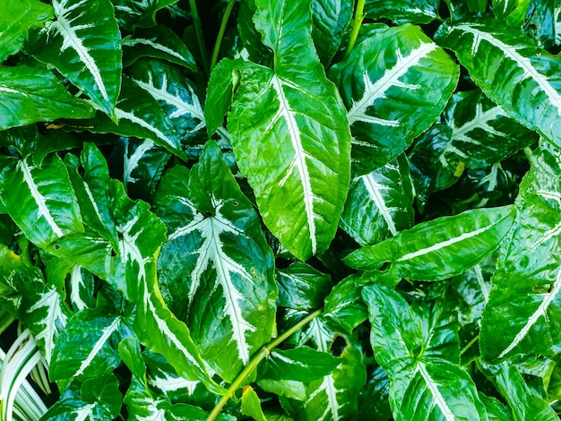 Folhas verdes textura fundo natureza e papel de parede