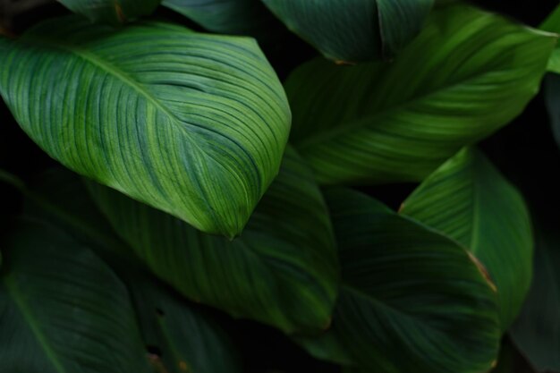 Folhas verdes tropicais em fundo escuro conceito de planta de floresta de verão da natureza