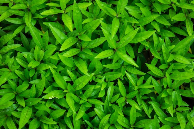 Folhas verdes tropicais em fundo escuro conceito de planta de floresta de verão da natureza