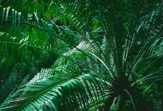 Folhas verdes tropicais na superfície escura