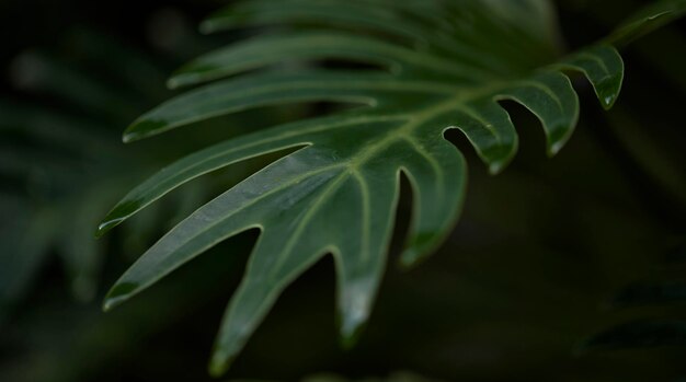 Folhas verdes tropicais no conceito de planta de floresta de verão de natureza de fundo