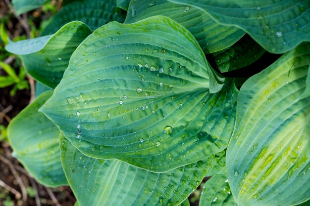 Folhas verdes variadas de hosts com listras brancas como plano de fundo. textura natural de folhas da planta. conceito tropical, fundo verde. planta hospedeira após a chuva, gotas de água em grandes