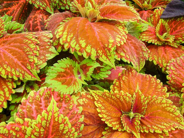 Foto folhas verdes vermelhas do coleus plectranthus scutellarioides