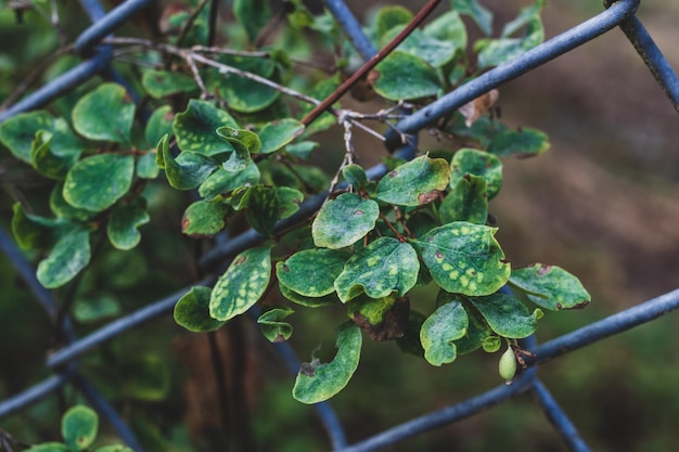 Folhas verdes vivas crescendo através de uma cerca