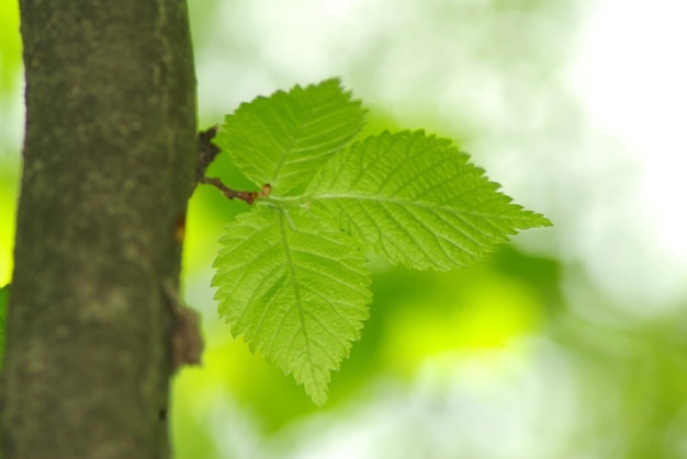 Folhas verdes