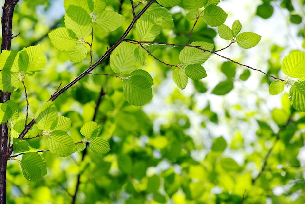 Folhas verdes