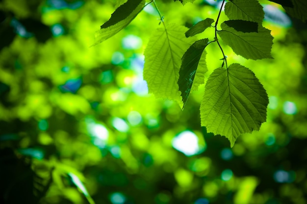 Folhas verdes