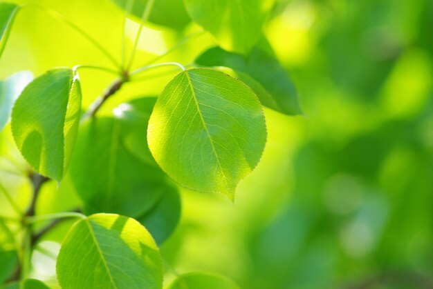 Folhas verdes