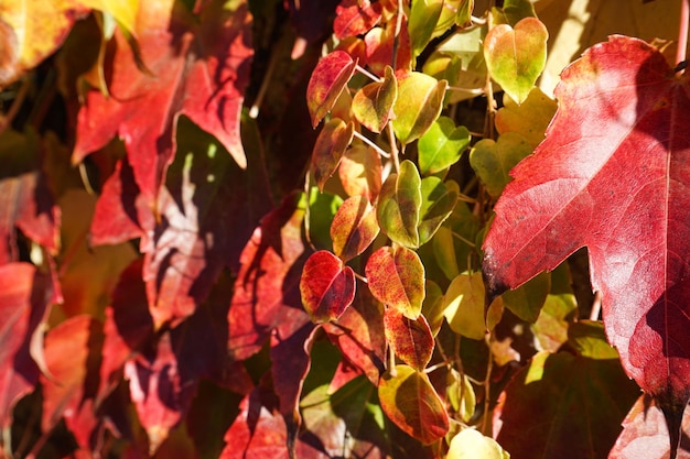 Folhas vermelhas brilhantes de uvas donzelas fechadas Cores brilhantes do outono Parthenocissus