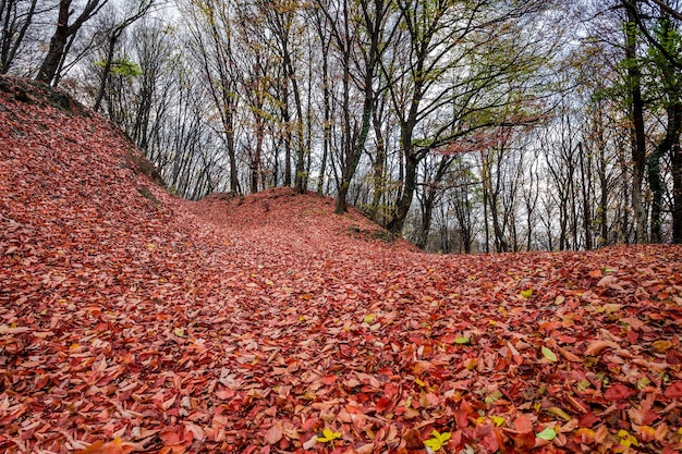 Folhas vermelhas caídas no chão em uma floresta de outono em close