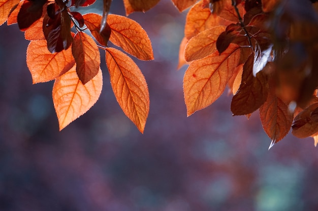 Folhas vermelhas da árvore na natureza na temporada de outono.